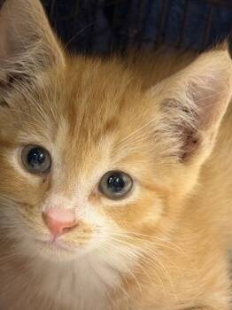 Winx -  Domestic Short Hair Cat for Adoption in West Chester, Pennsylvania - Winx | PetCurious