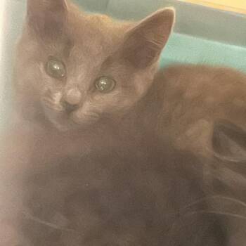 Duffy -  Domestic Medium Hair Cat for Adoption in Gloucester, Virginia - Duffy | PetCurious