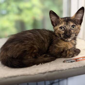 Cocoa -  Tortoiseshell and Domestic Short Hair Cat for Adoption in UNIVERSITY PA, Maryland - Cocoa | PetCurious