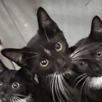 Thomas -  Domestic Short Hair Cat for Adoption in Newark, New Jersey - Thomas | PetCurious