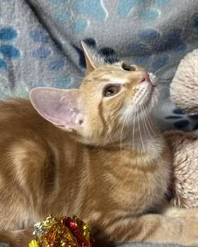 Domestic Short Hair Cats Available for Adoption - Lasso Lily | PetCurious