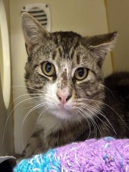 PIPPIN -  Domestic Short Hair Cat for Adoption in Boston, Massachusetts - PIPPIN | PetCurious