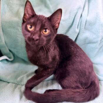 Hashbrown -  Domestic Short Hair Cat for Adoption in Columbus, Georgia - Hashbrown | PetCurious