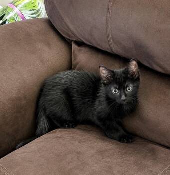 Vincent -  Domestic Short Hair Cat for Adoption in Maineville, Ohio - Vincent | PetCurious