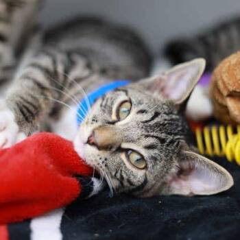 Lunes -  Domestic Short Hair Cat for Adoption in Atlanta, Georgia - Lunes | PetCurious
