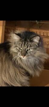 Jasmine -  Maine Coon Cat for Adoption in Vails Gate, New York - Jasmine | PetCurious