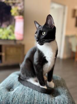 Rescue Domestic Short Hair Cats for Adoption in Los Angeles, California - Axl | PetCurious