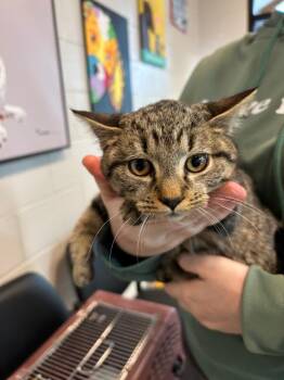 Domestic Short Hair Cats Available for Adoption - Drac | PetCurious