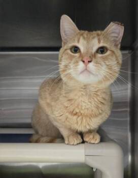 Mikan -  Domestic Short Hair Cat for Adoption in Webster, Massachusetts - Mikan | PetCurious