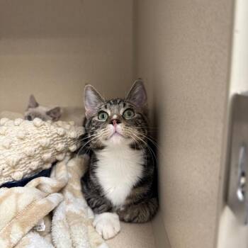 Pointer -  Domestic Short Hair Cat for Adoption in Great Falls, Montana - Pointer | PetCurious