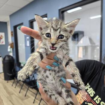 Tommy -  Domestic Short Hair Cat for Adoption in Newark, New Jersey - Tommy | PetCurious