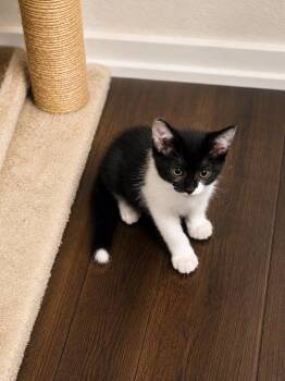 Tonia -  Domestic Short Hair Cat for Adoption in Rio Linda, California - Tonia | PetCurious