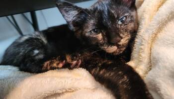 Rhea -  Domestic Short Hair Cat for Adoption in Greensboro, North Carolina - Rhea | PetCurious