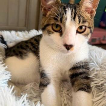 Jasper -  Domestic Short Hair Cat for Adoption in Warr Acres, Oklahoma - Jasper | PetCurious