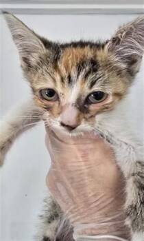 LIV -  Domestic Short Hair Cat for Adoption in San Bernardino, California - LIV | PetCurious