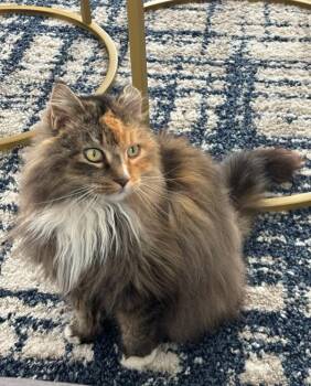 Domestic Long Hair Cats Available for Adoption in Novato, California - Shyla | PetCurious