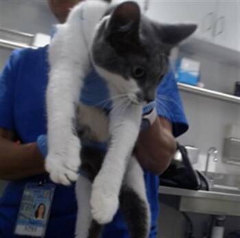 LOUISA -  Domestic Short Hair Cat for Adoption in San Francisco, California - LOUISA | PetCurious
