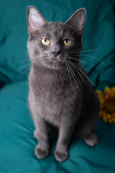 Rescue Domestic Short Hair Cats for Adoption in Martensdale, Iowa - Kenny | PetCurious