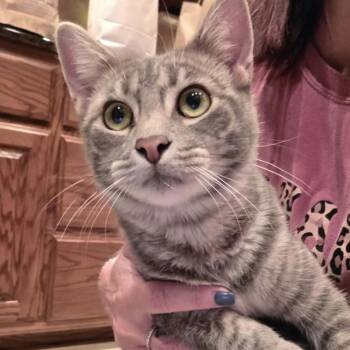 Charlie Cookie -  Domestic Short Hair Cat for Adoption in Bentonville, Arkansas - Charlie Cookie | PetCurious