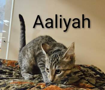 Rescue Tabby and Domestic Short Hair Cats for Adoption in Spring, Texas - Aaliyah - North Conroe Petsmart | PetCurious