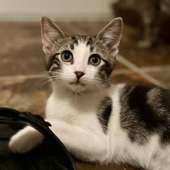 Brody -  Domestic Short Hair Cat for Adoption in Las Vegas, Nevada - Brody | PetCurious