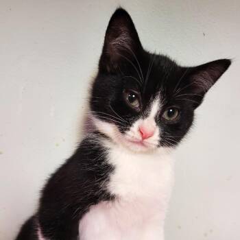 Mercury -  Domestic Short Hair Cat for Adoption in South Elgin, Illinois - Mercury | PetCurious