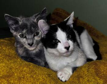 Rescue Domestic Short Hair Cats for Adoption in Ardsley, New York - Belle | PetCurious