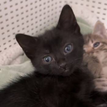 Rescue Domestic Short Hair Cats for Adoption in Brighton, Missouri - Angelica | PetCurious