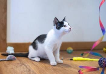 Cosmic Brownie -  Domestic Short Hair Cat for Adoption in Breinigsville, Pennsylvania - Cosmic Brownie | PetCurious