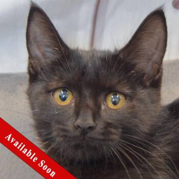Carly -  Bombay and Domestic Medium Hair Cat for Adoption in Huntley, Illinois - Carly | PetCurious