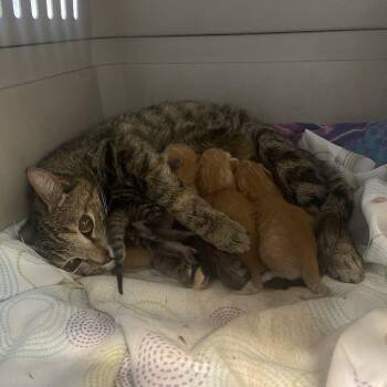 Tiger Lily -  Domestic Short Hair Cat Available for Adoption in Chattanooga, Tennessee - Tiger Lily | PetCurious
