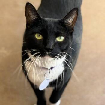 Juggernaut -  Domestic Short Hair Cat for Adoption in Tucson, Arizona - Juggernaut | PetCurious