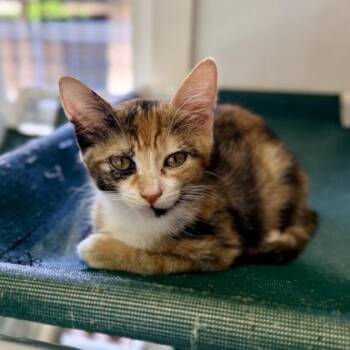 Memu -  Domestic Short Hair Cat Available for Adoption in Honolulu, Hawaii - Memu | PetCurious