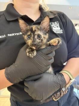 Taylor -  Domestic Short Hair Cat for Adoption in Farmers Branch, Texas - Taylor | PetCurious