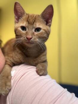 Rescue Domestic Short Hair Cats for Adoption in Millerstown, Pennsylvania - BRUTUS | PetCurious