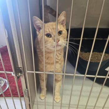 Cheeto -  Domestic Short Hair Cat for Adoption in Winchester, Virginia - Cheeto | PetCurious