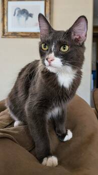 Rescue Domestic Short Hair Cats for Adoption in San Tan Valley, Arizona - Larkin | PetCurious