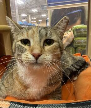 Domestic Short Hair Cats Available for Adoption - Clover  | PetCurious