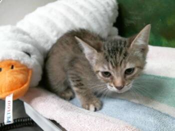 Domestic Short Hair Cats Available for Adoption in Houston, Texas - MAPLE | PetCurious