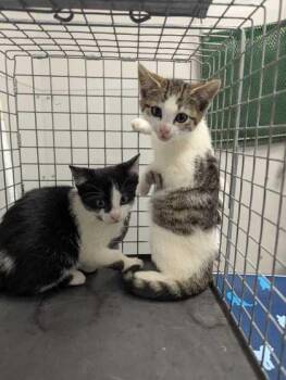 Domestic Short Hair Cats Available for Adoption in Sevierville, Tennessee - Yang | PetCurious