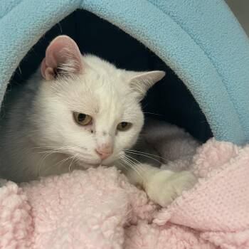 Katrina -  Domestic Short Hair Cat for Adoption in Saint Charles, Missouri - Katrina | PetCurious