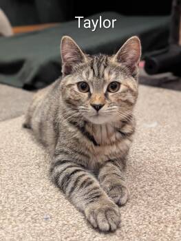 Taylor -  Torbie and American Shorthair Cat for Adoption in Billerica, Massachusetts - Taylor | PetCurious