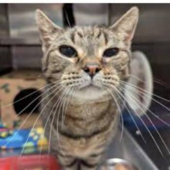Domestic Short Hair Cats Available for Adoption in Edwardsville, Illinois - Orchid | PetCurious