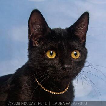 Trouble -  Domestic Short Hair Cat for Adoption in Emerald Isle, North Carolina - Trouble | PetCurious