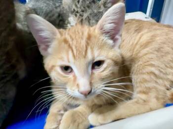 t.v. -  Domestic Short Hair and Tabby Cat for Adoption in Powell, Ohio - T.v. | PetCurious