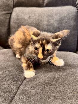 Salsa -  Domestic Short Hair Cat for Adoption in Midland, Michigan - Salsa | PetCurious