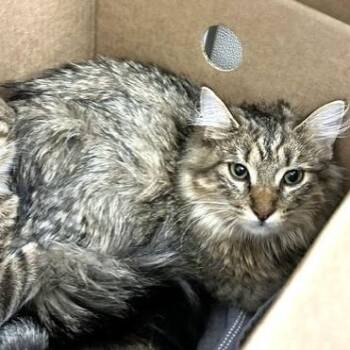 Domestic Long Hair Cats Available for Adoption - Floof | PetCurious