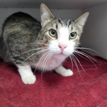 Big Mac -  Domestic Short Hair Cat for Adoption in Duncan, Oklahoma - Big Mac | PetCurious