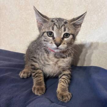 Bluegill -  Domestic Short Hair Cat for Adoption in Belleville, Illinois - Bluegill | PetCurious