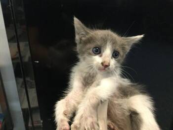 MIGHTY -  Domestic Short Hair Cat for Adoption in Thousand Palms, California - MIGHTY | PetCurious